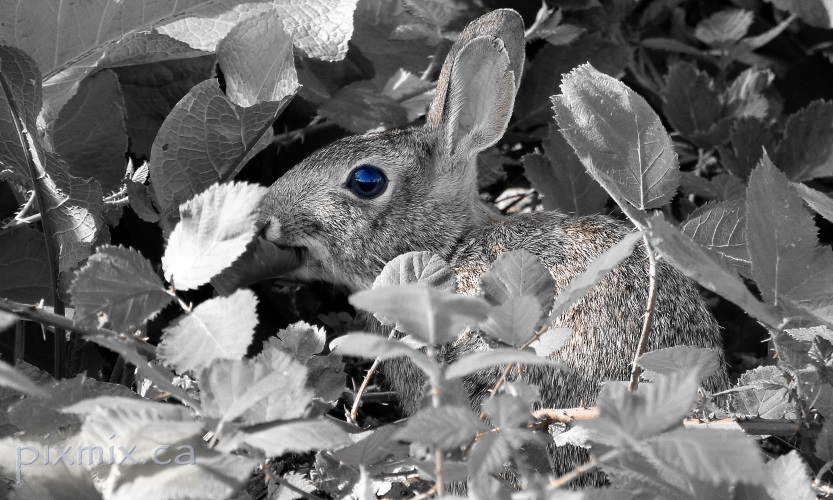 Rabbit @ Brydon Lagoon - b&w