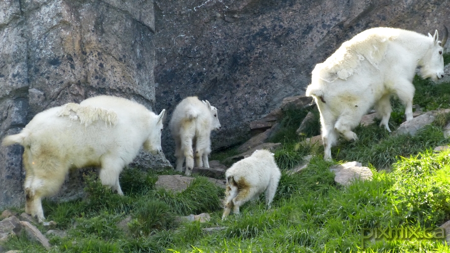 Rocky Mountain Goat herd