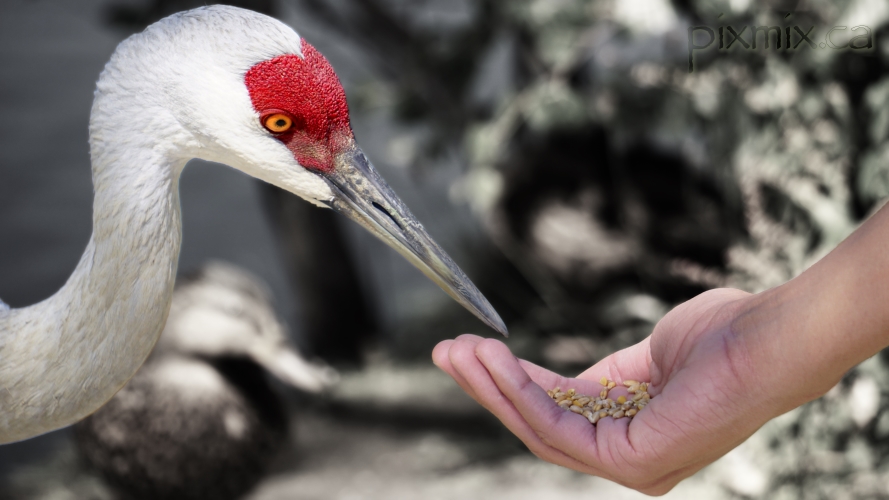 Sandhill Crane eating out of hand