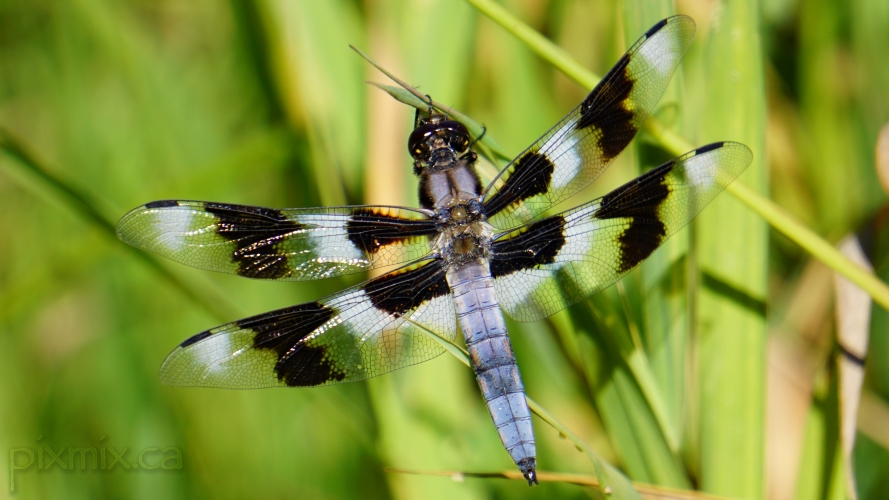 male eight-spotted Skimmer dragonfly