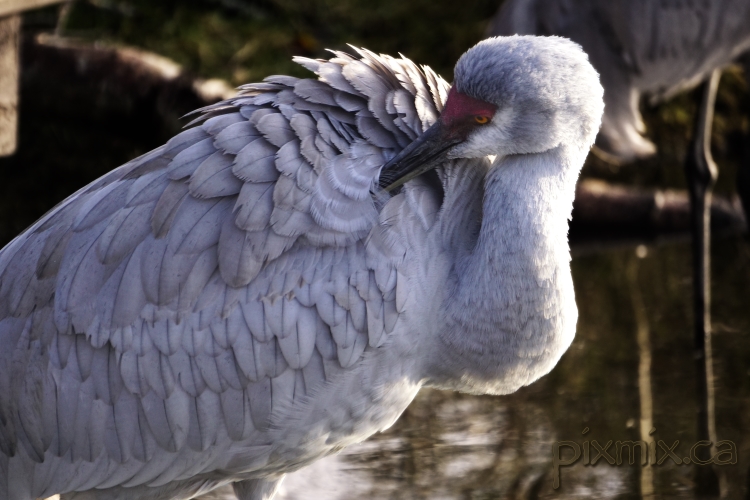preening Sandhill Crane @ Reifel Bird Sanctuary